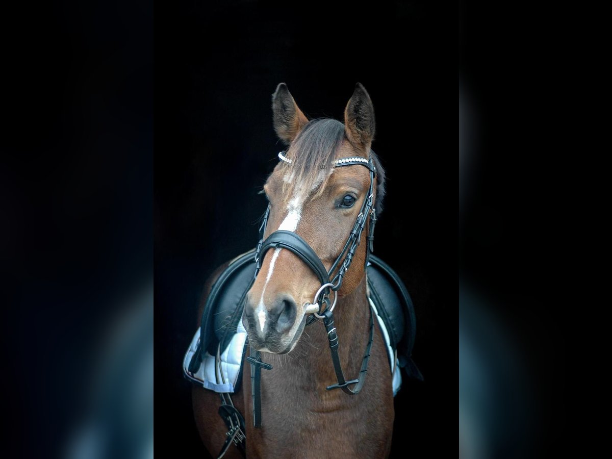 Oostenrijks warmbloed Merrie 4 Jaar 157 cm Bruin in Stödtlen