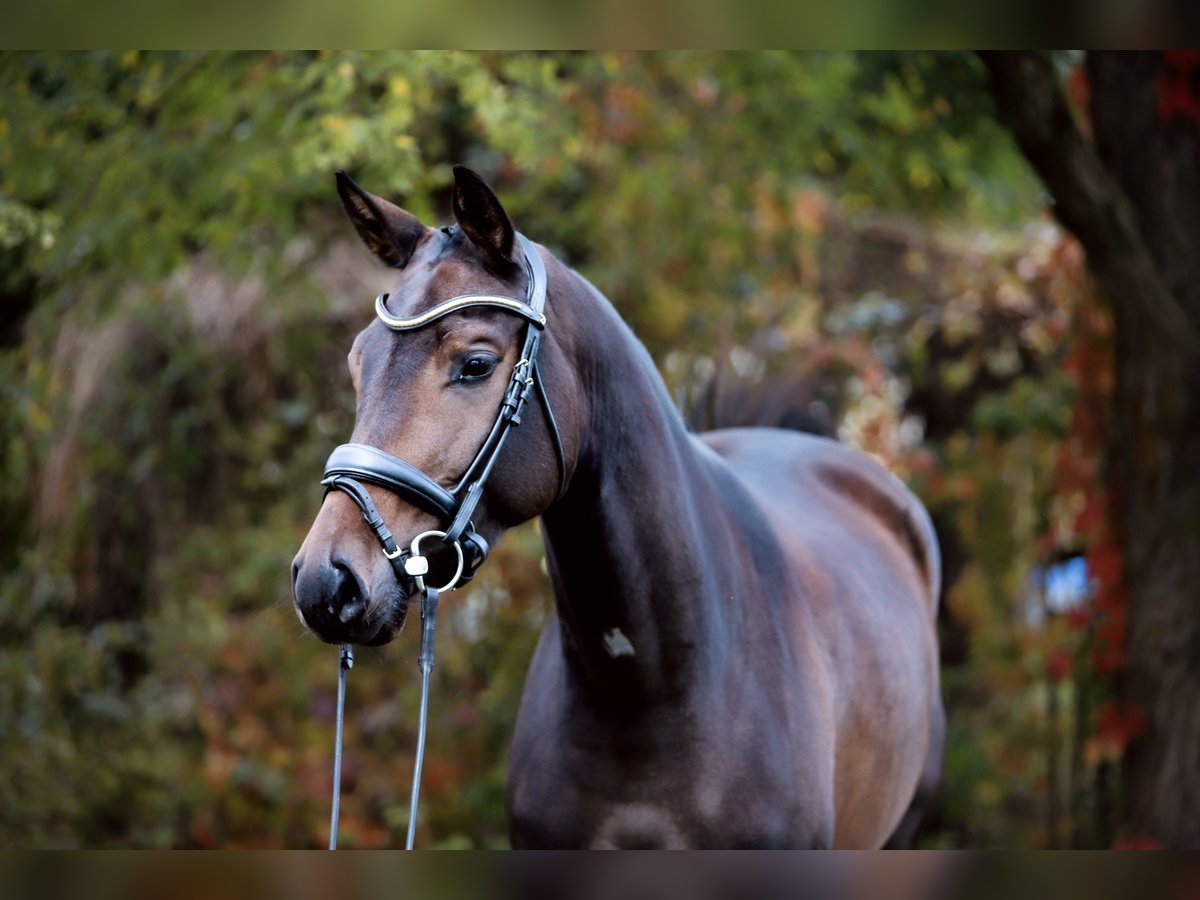 Oostenrijks warmbloed Merrie 5 Jaar 160 cm Donkerbruin in Oisnitz