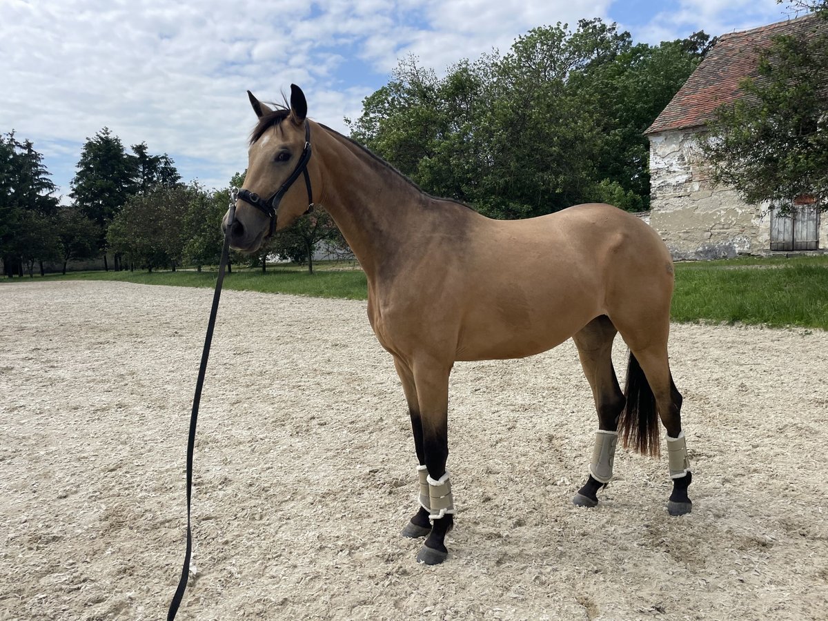 Oostenrijks warmbloed Merrie 5 Jaar 170 cm Falbe in Duka