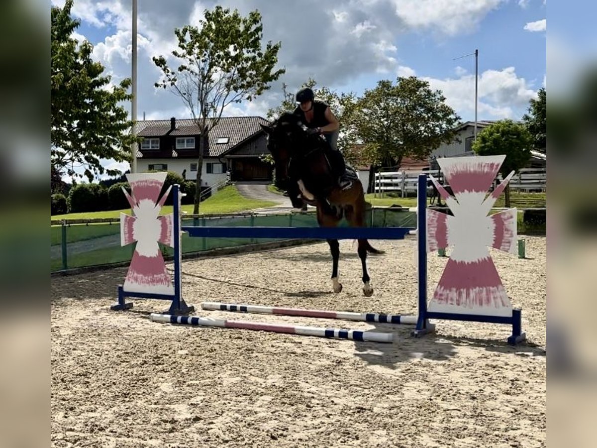 Oostenrijks warmbloed Merrie 7 Jaar 170 cm Donkerbruin in Altusried