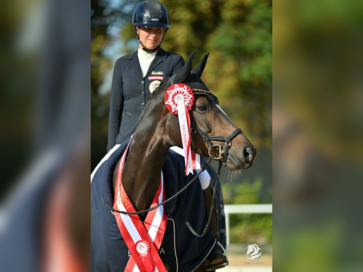 Oostenrijks warmbloed Merrie 7 Jaar Donkerbruin in Gössendorf