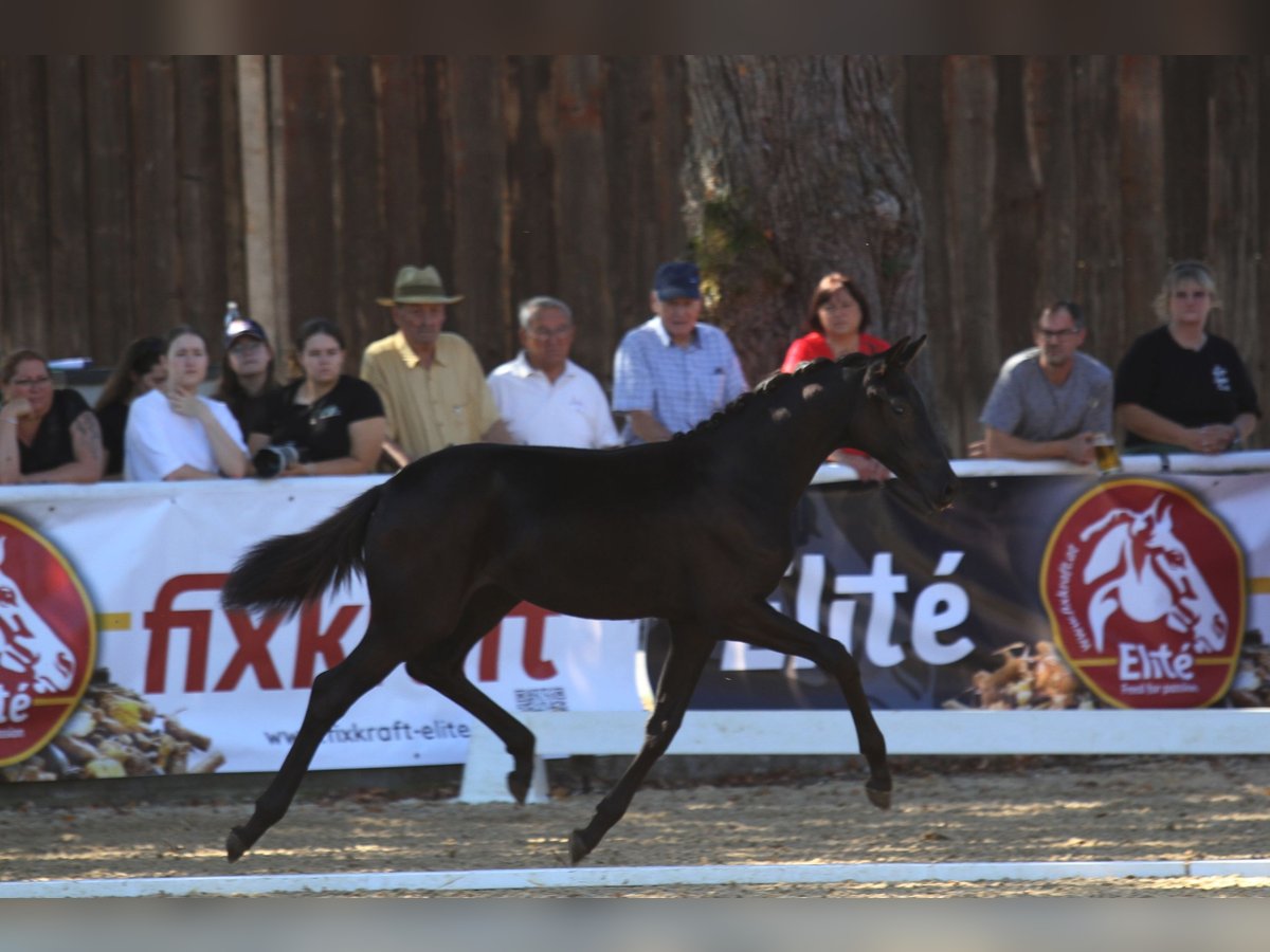 Oostenrijks warmbloed Merrie Veulen (04/2025) 168 cm Zwart in St Marein bei Graz