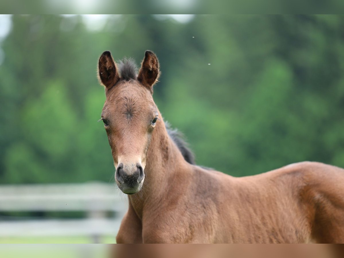 Oostenrijks warmbloed Merrie veulen (05/2024) Bruin in Haag am Hausruck