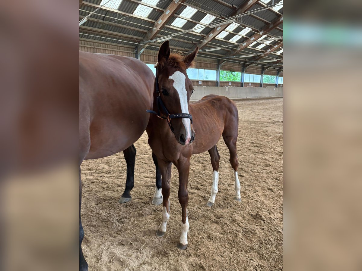 Oostenrijks warmbloed Merrie Veulen (04/2025) in Aurolzm&#xFC;nster