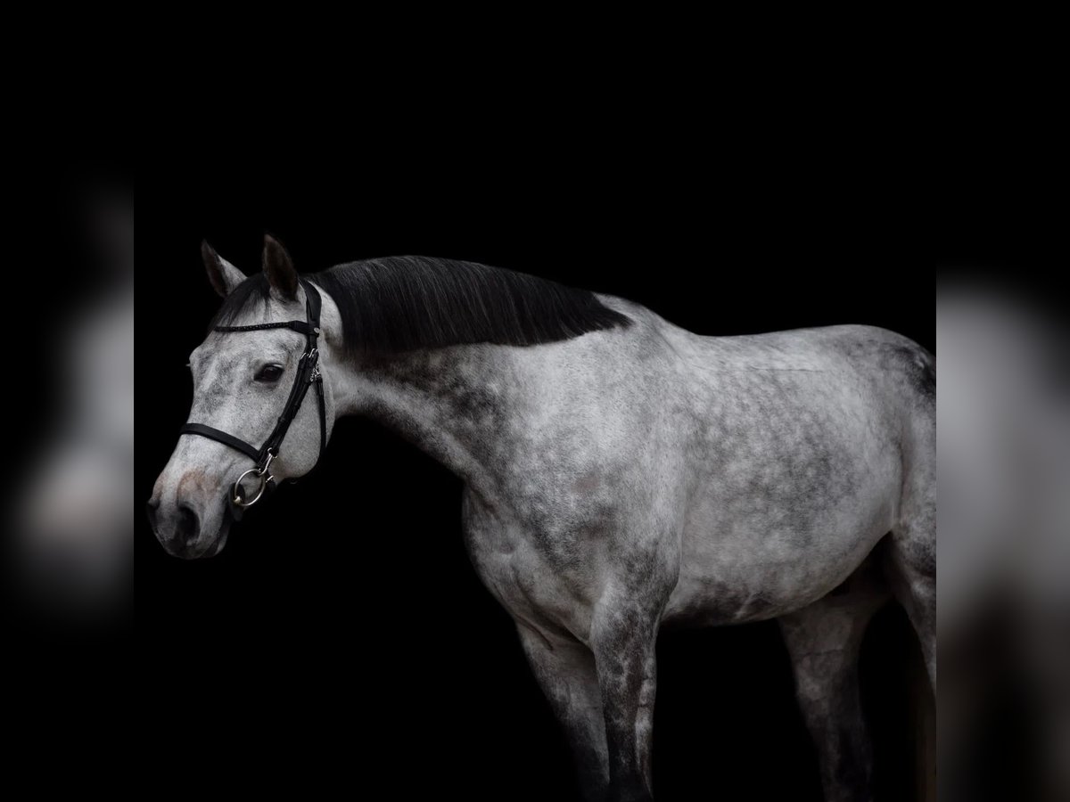 Oostenrijks warmbloed Ruin 10 Jaar 168 cm Appelschimmel in Kirchanschöring