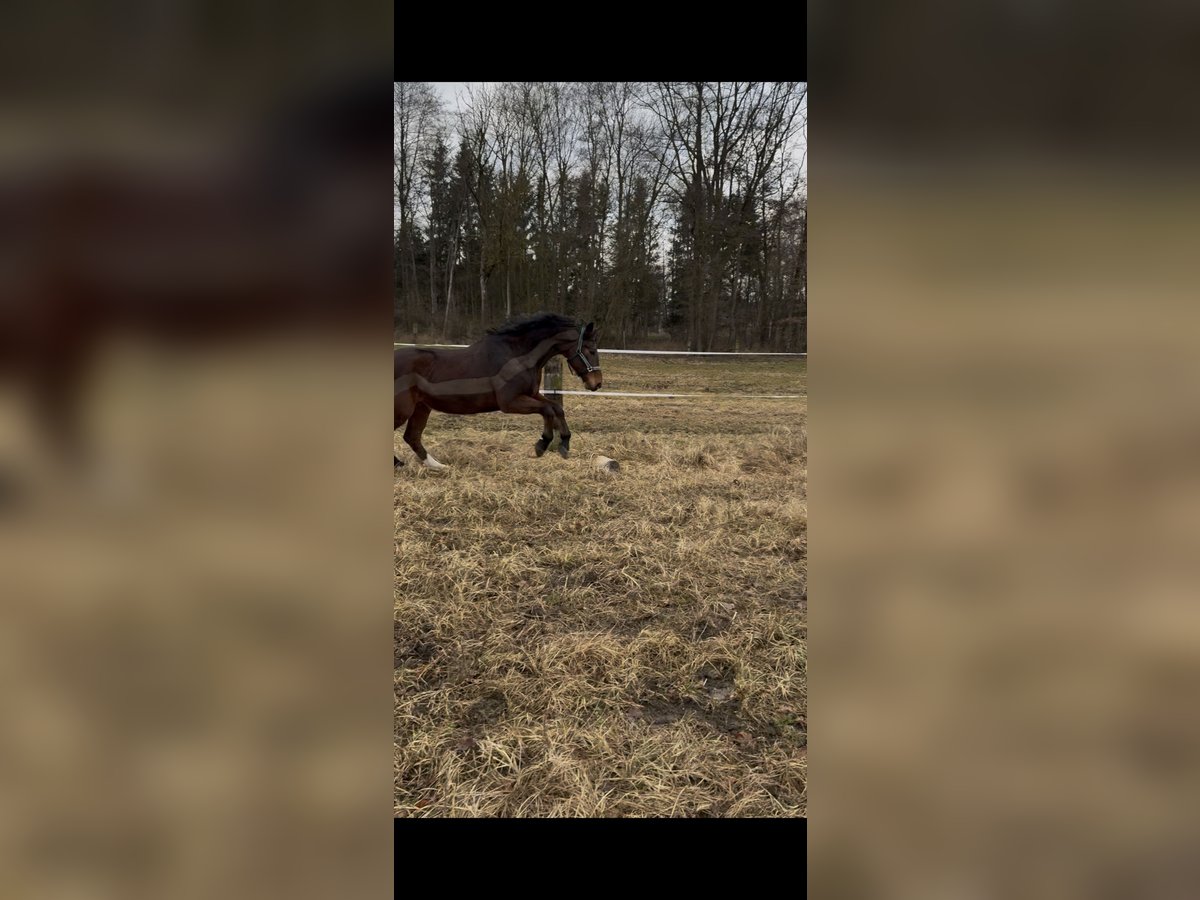 Oostenrijks warmbloed Ruin 20 Jaar 165 cm Bruin in Peuerbach Oostenrijks warmbloed Ruin 20 Jaar 165 cm Bruin in Peuerbach