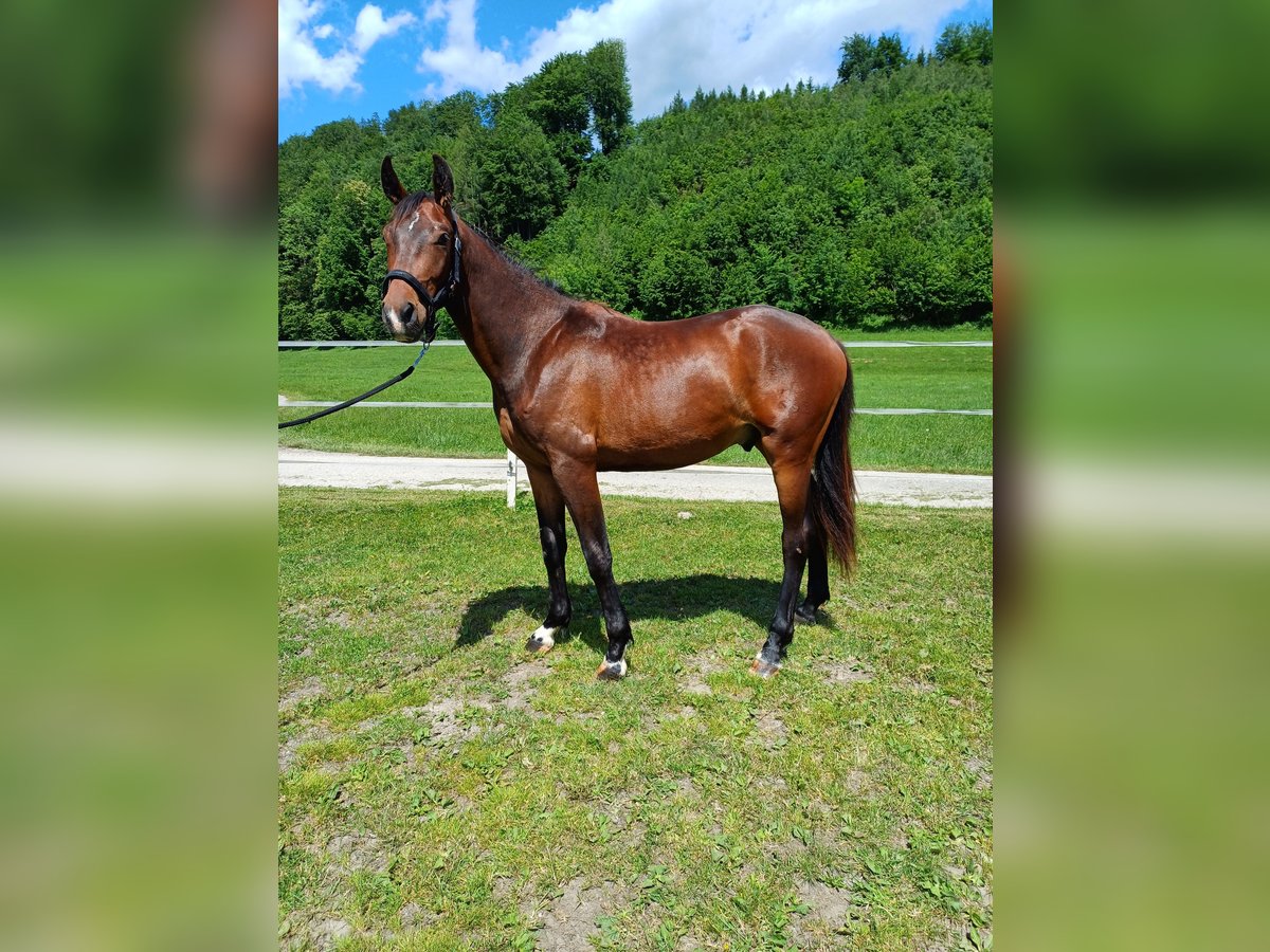 Oostenrijks warmbloed Ruin 2 Jaar 160 cm Bruin in Attnang Puchheim