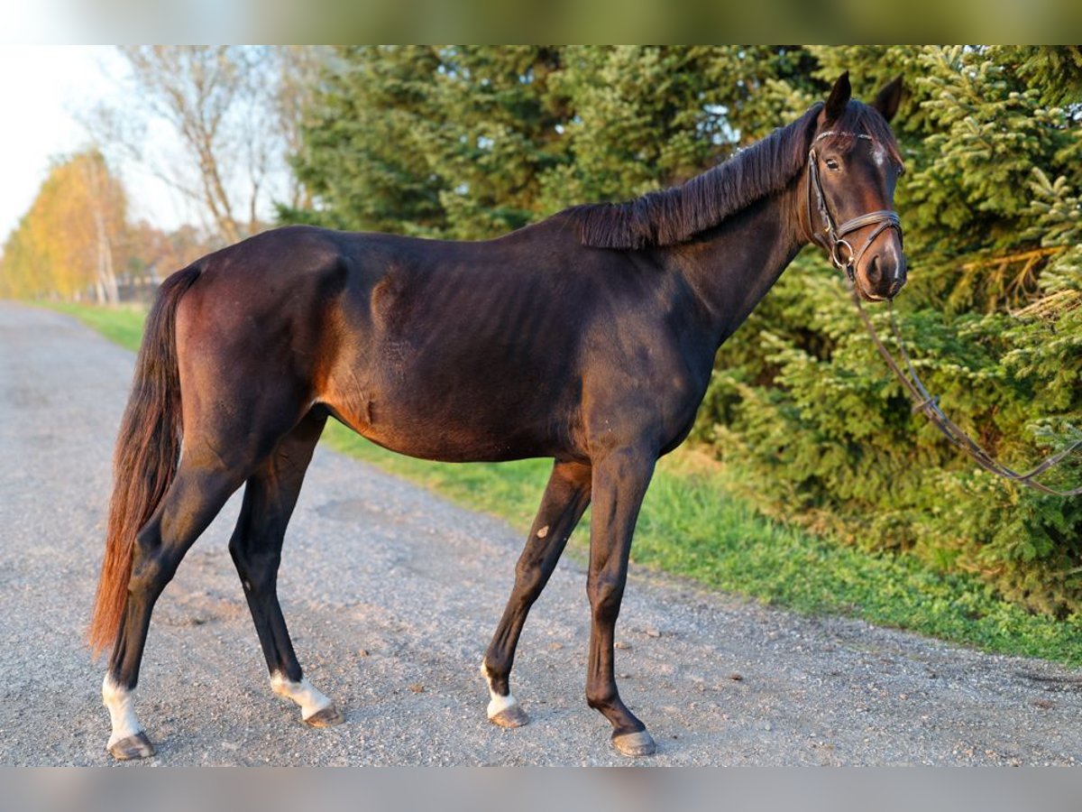 Oostenrijks warmbloed Ruin 3 Jaar 167 cm Donkerbruin in Güssing