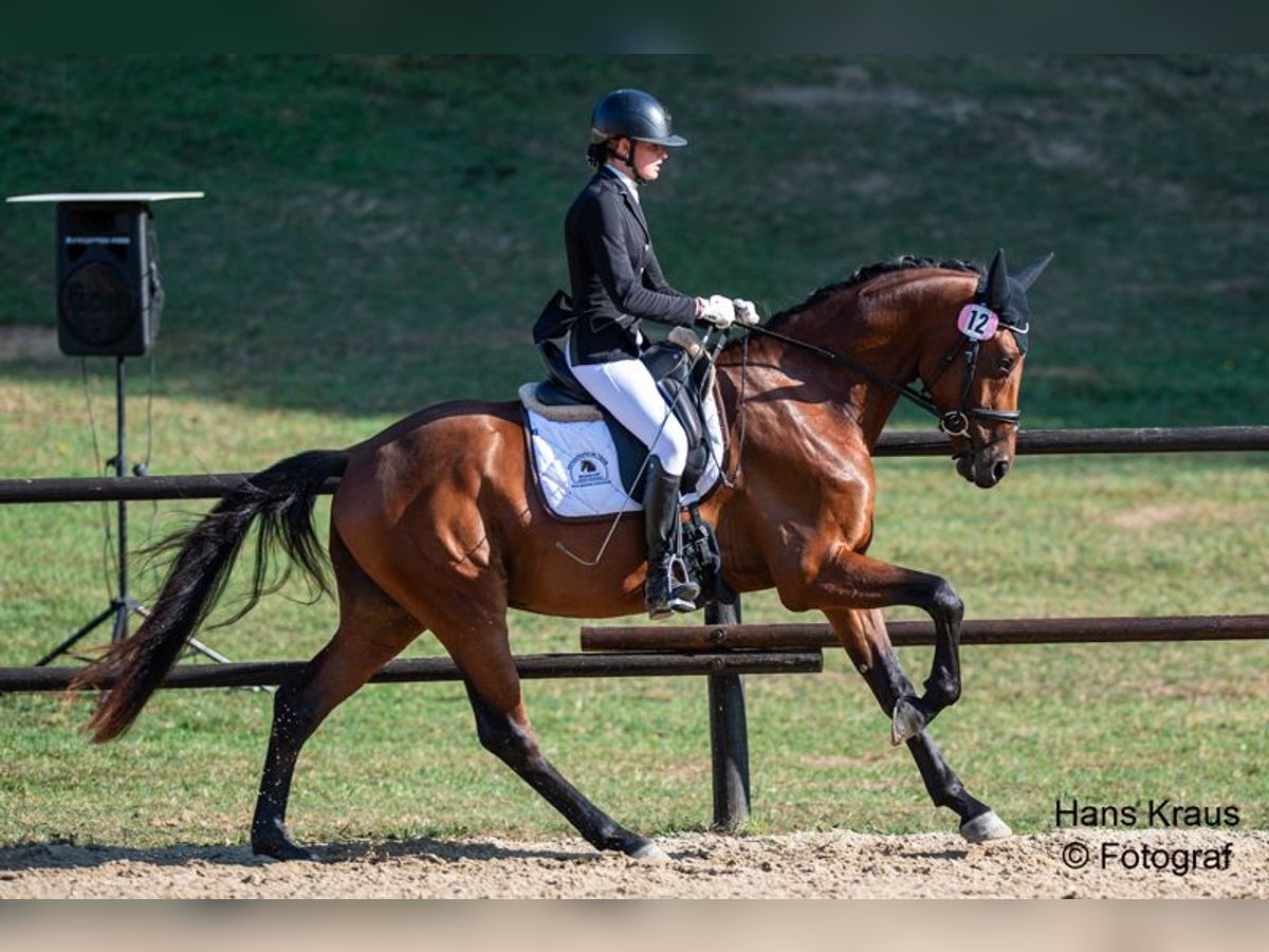 Oostenrijks warmbloed Ruin 3 Jaar 168 cm Bruin in Garsten