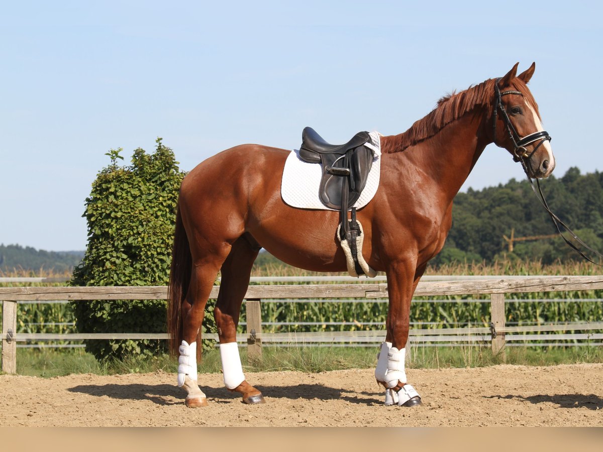 Oostenrijks warmbloed Ruin 3 Jaar 173 cm Vos in St Marein bei Graz