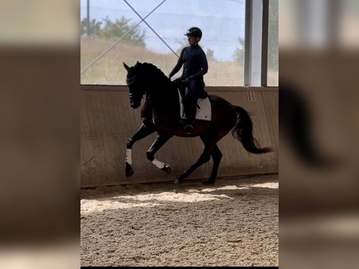 Oostenrijks warmbloed Ruin 4 Jaar 169 cm Zwart in Niederthalheim