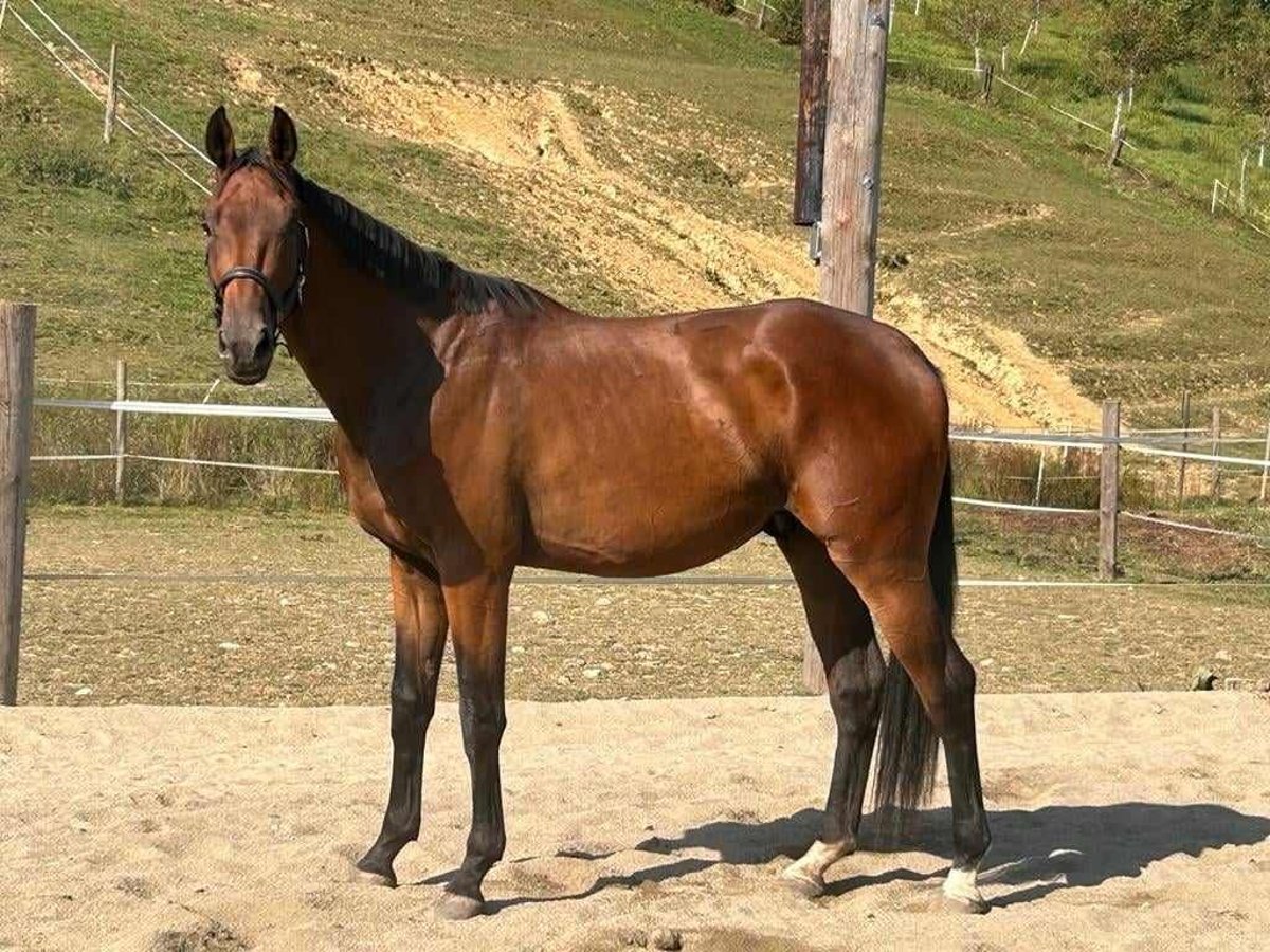 Oostenrijks warmbloed Ruin 4 Jaar 174 cm Bruin in Riegersburg