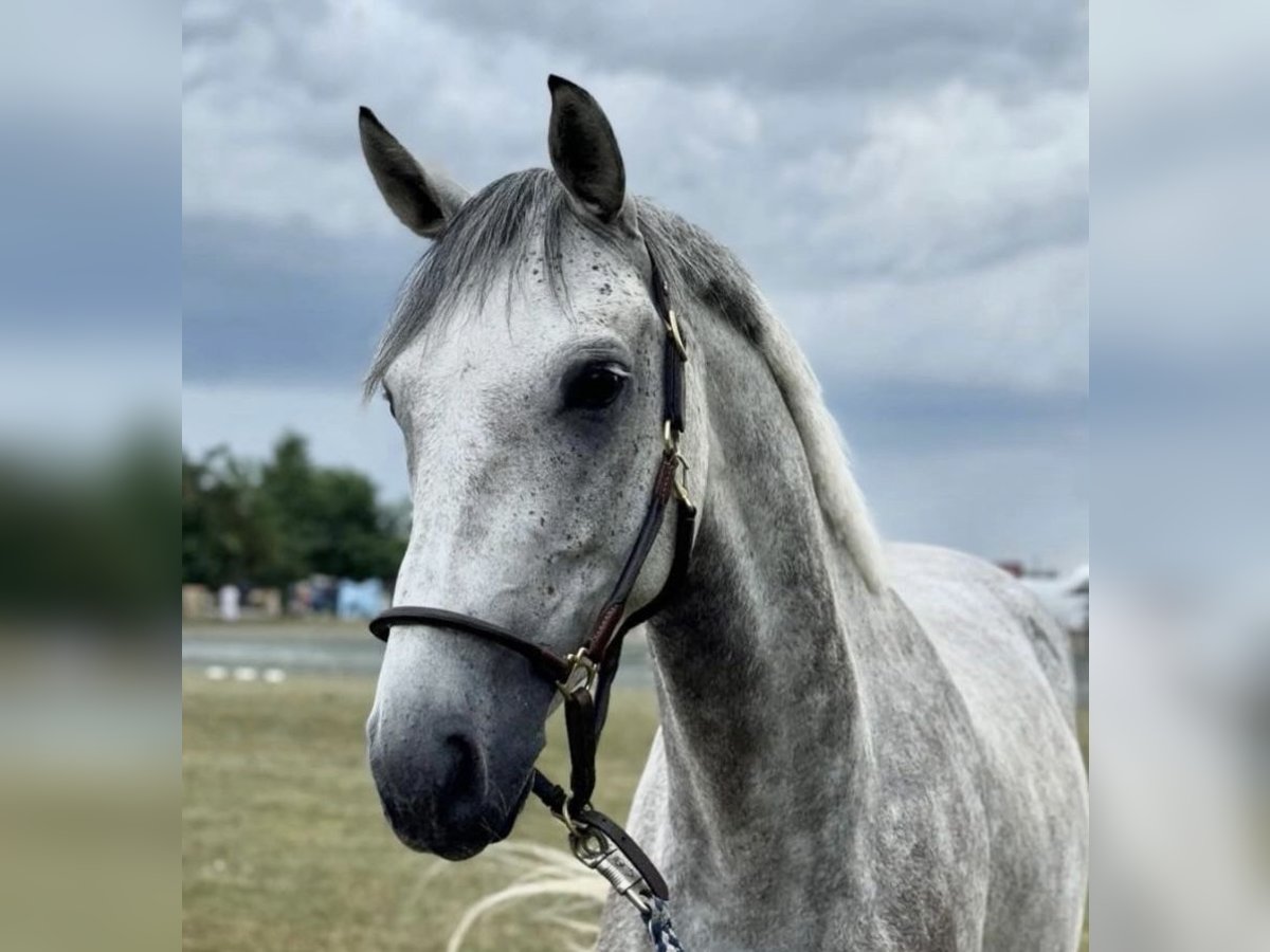 Oostenrijks warmbloed Ruin 6 Jaar 160 cm Schimmel in Tulln