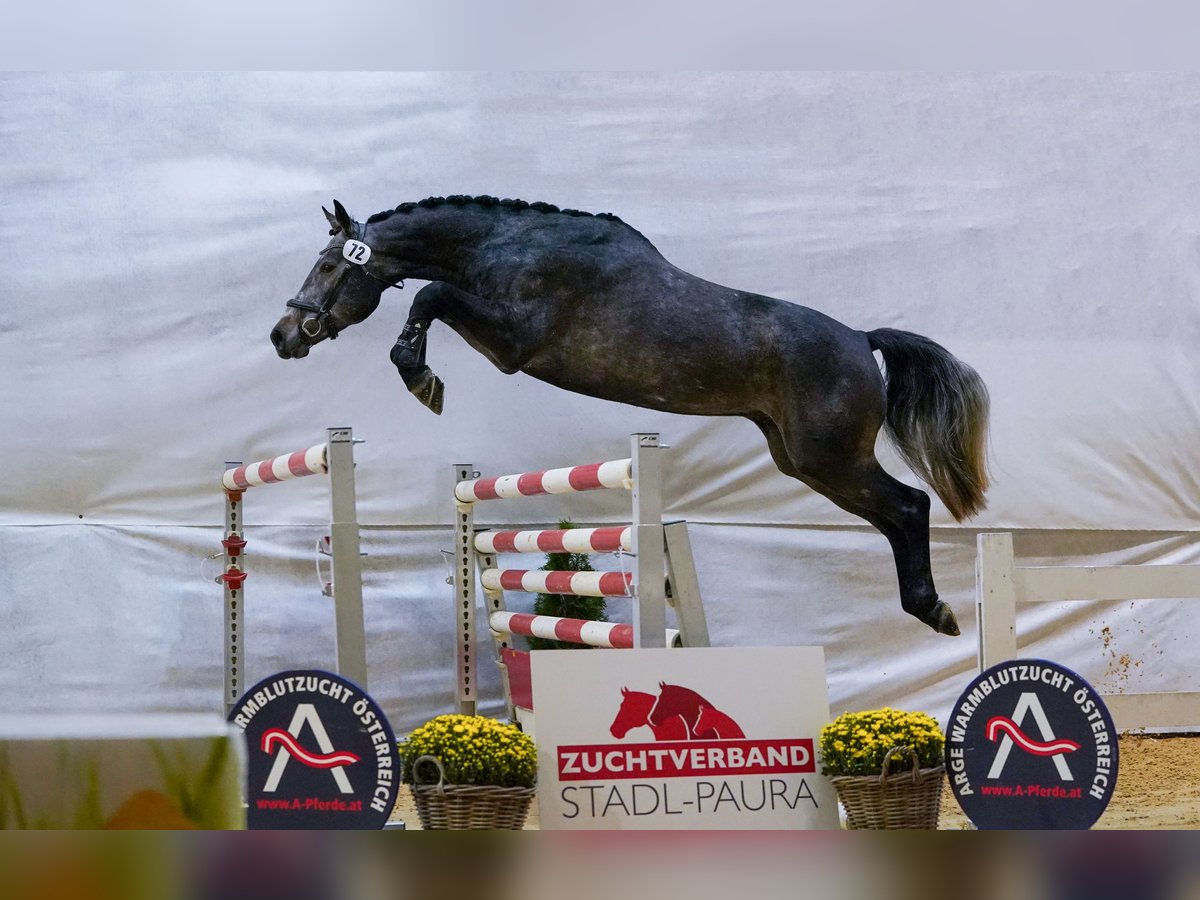 Oostenrijks warmbloed Ruin 6 Jaar 175 cm kan schimmel zijn in Steinakirchen am Forst