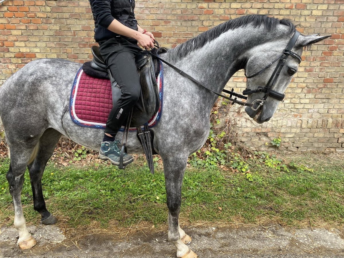 Orlov Gelding 5 years in Budapest