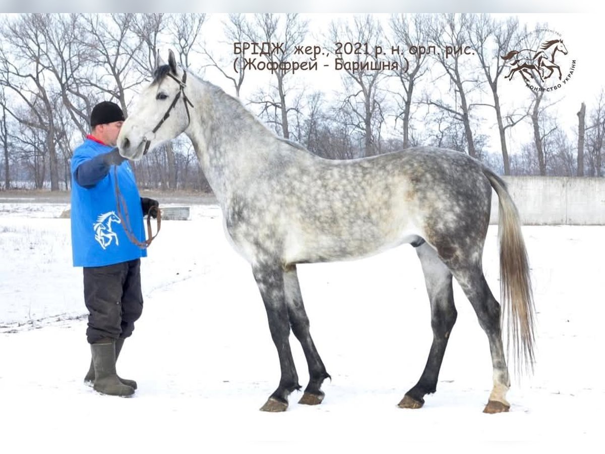 Orlovdraver Ruin 4 Jaar 163 cm Schimmel in Poltava region, Dibrivka