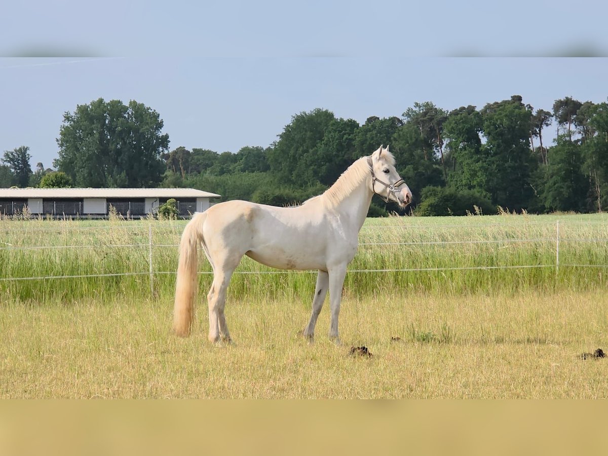 Orlow Stute 6 Jahre Schimmel in Bensheim