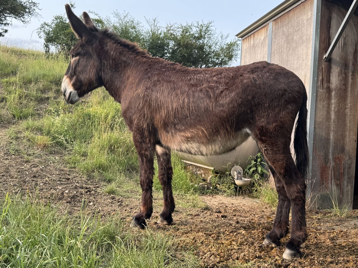 Osioł Klacz 7 lat 155 cm Ciemnogniada in Bornich