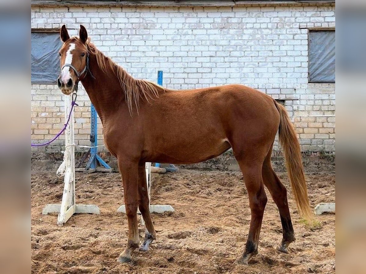 Łotewski koń gorącokrwisty Klacz 3 lat 164 cm in Riga