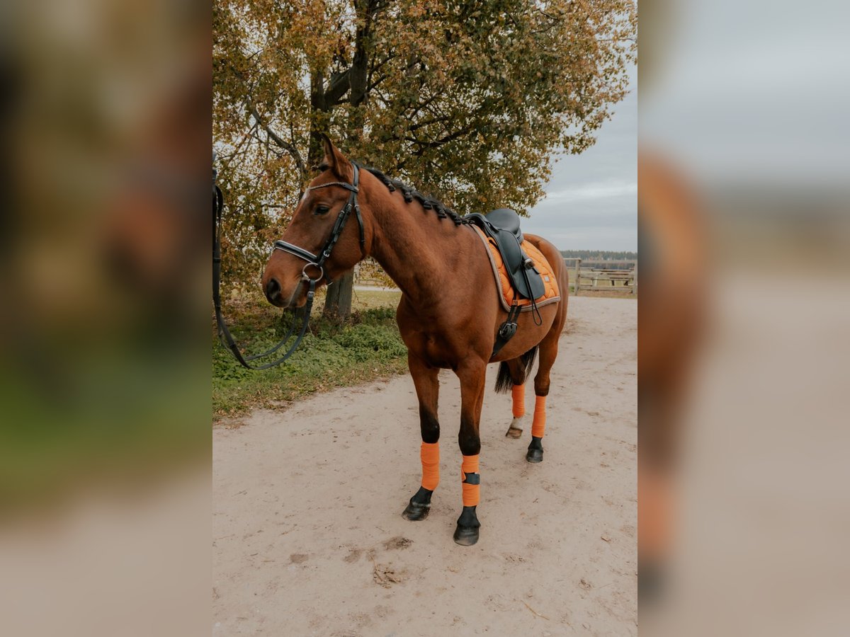 Łotewski koń gorącokrwisty Klacz 5 lat 165 cm in Riga Łotewski koń gorącokrwisty Klacz 5 lat 165 cm in Riga