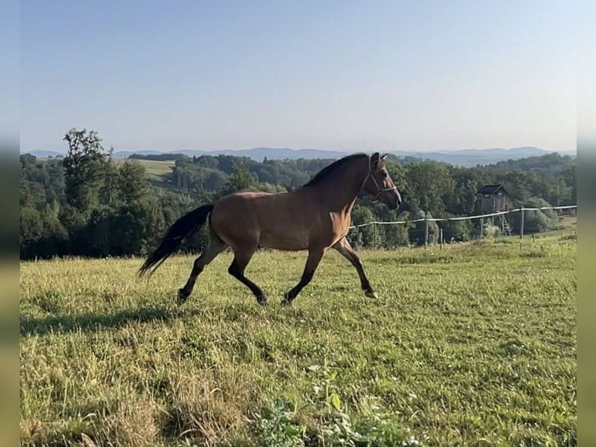 Other Breeds Mix Gelding 10 years 13,2 hh Brown in St.Georgen an der gusen