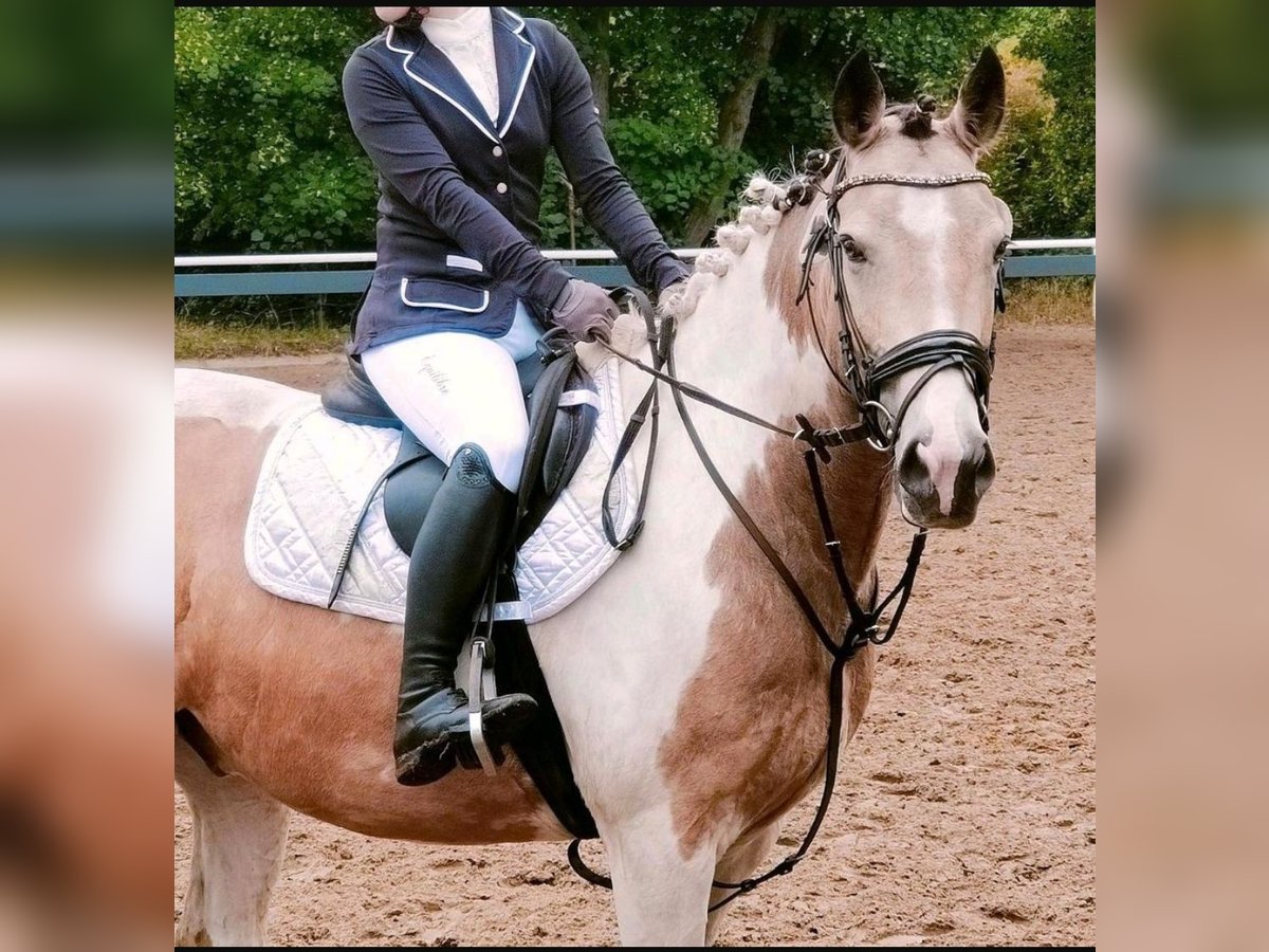 Other Breeds Gelding 10 years 14,2 hh Pinto in Winsen (Aller)