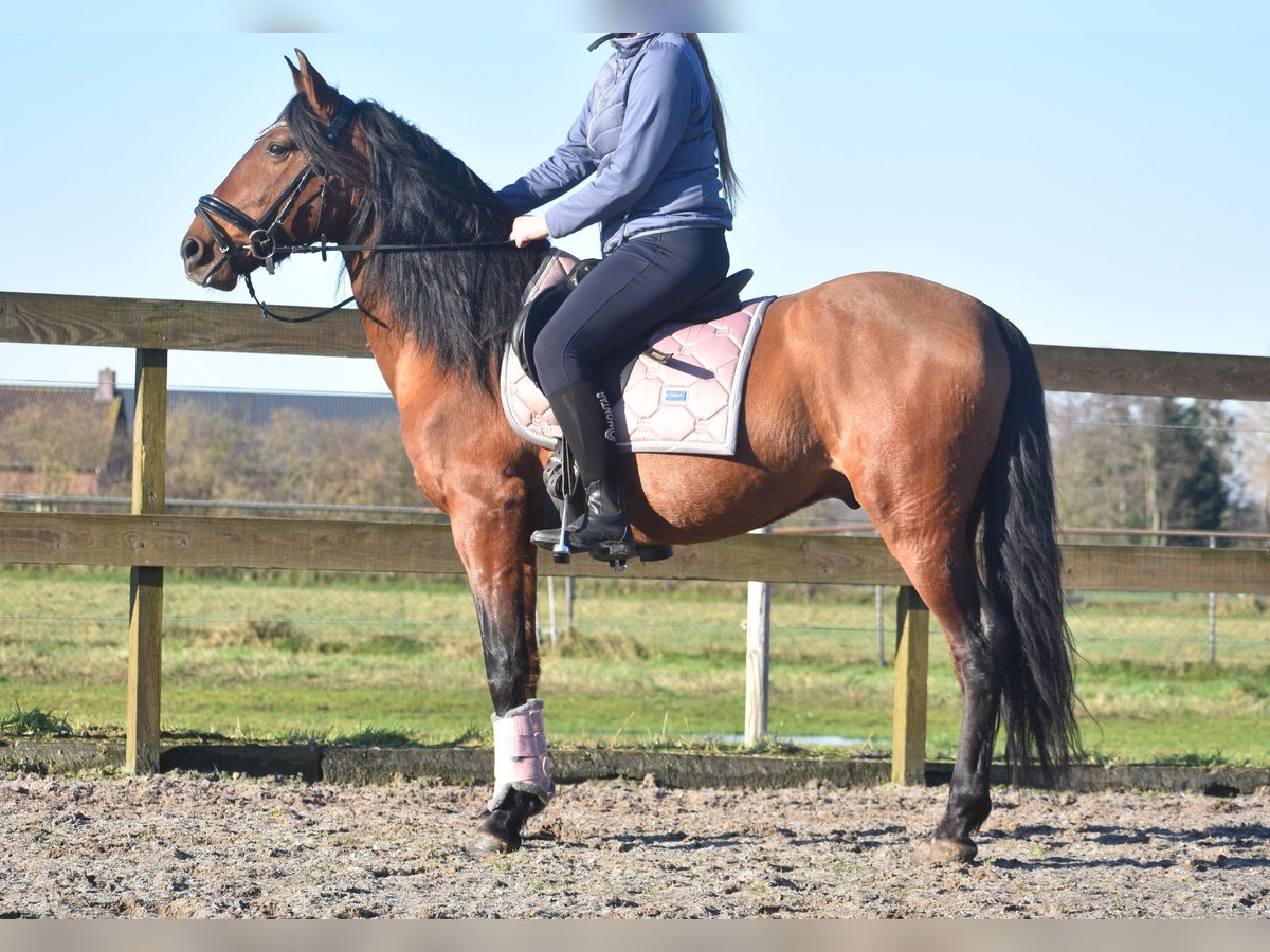 Other Breeds Gelding 10 years 15,1 hh Brown in Achtmaal