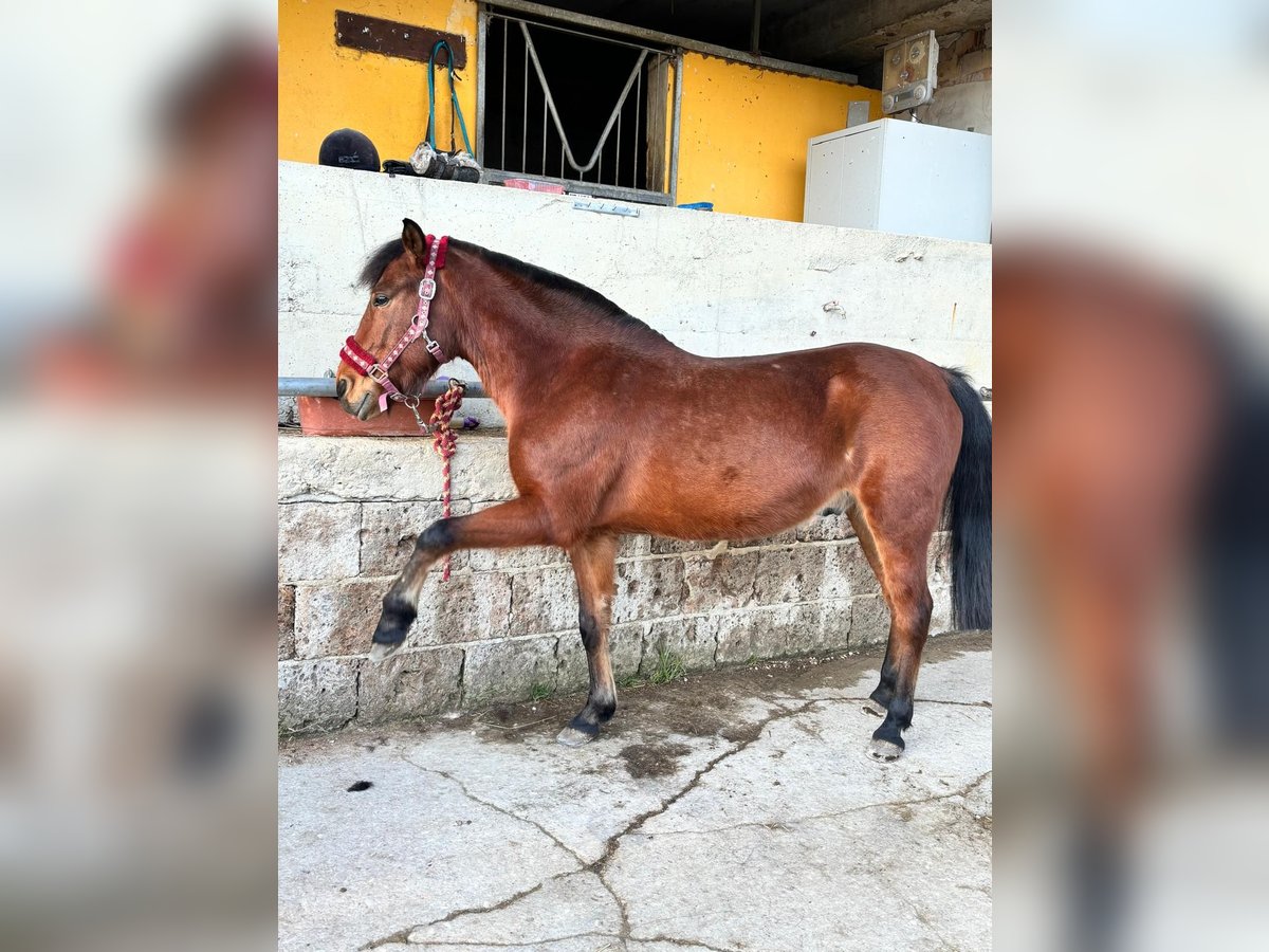 Other Breeds Mix Gelding 10 years 15,1 hh Brown in Teramo Abruzzo