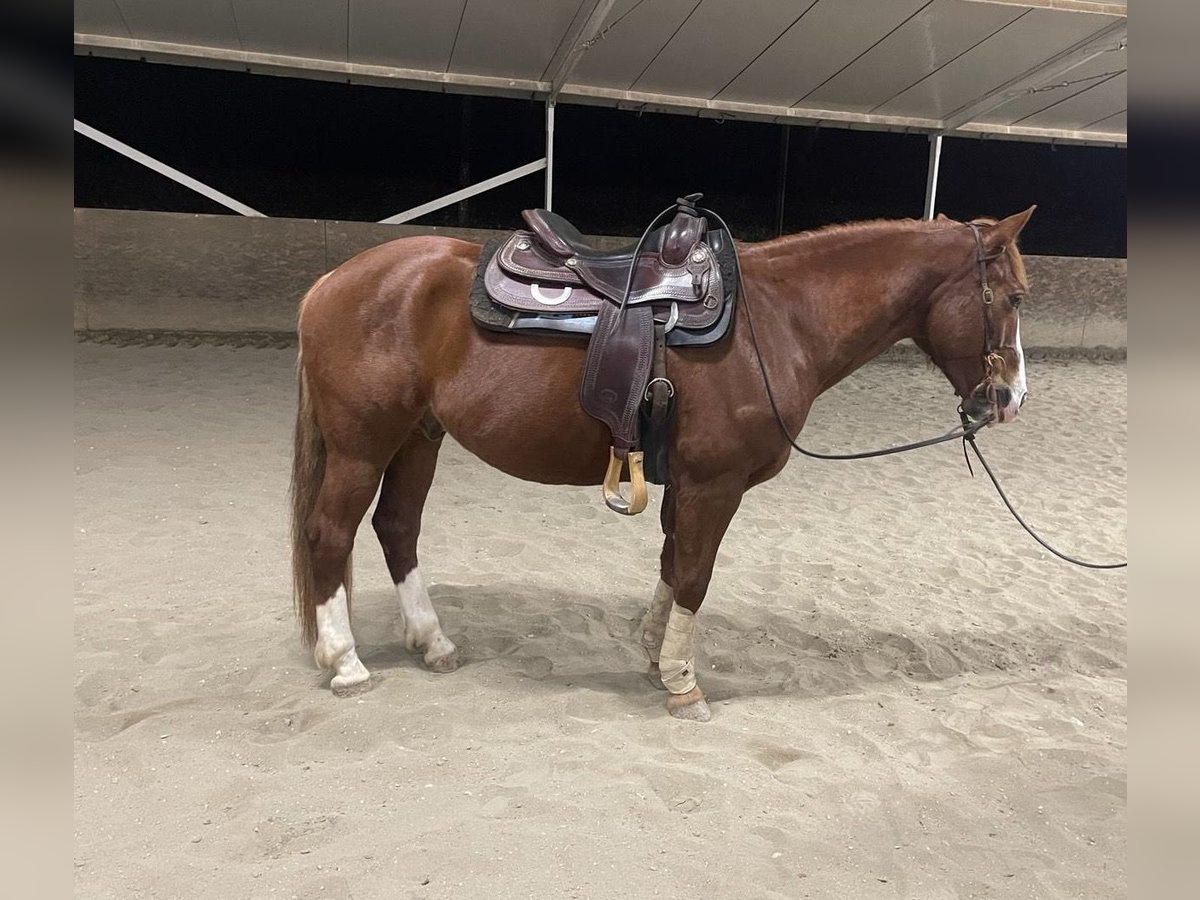 Other Breeds Mix Gelding 10 years 15,2 hh Chestnut-Red in Sieci