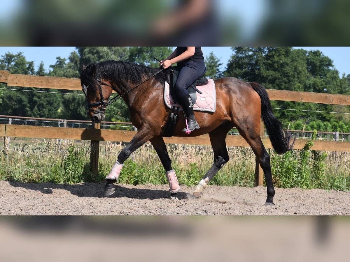 Other Breeds Gelding 10 years 16,1 hh Bay-Dark in Achtmaal