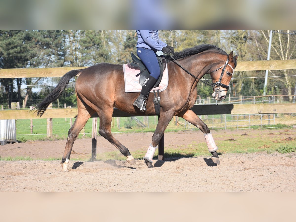 Other Breeds Gelding 10 years 16,2 hh Brown in Achtmaal