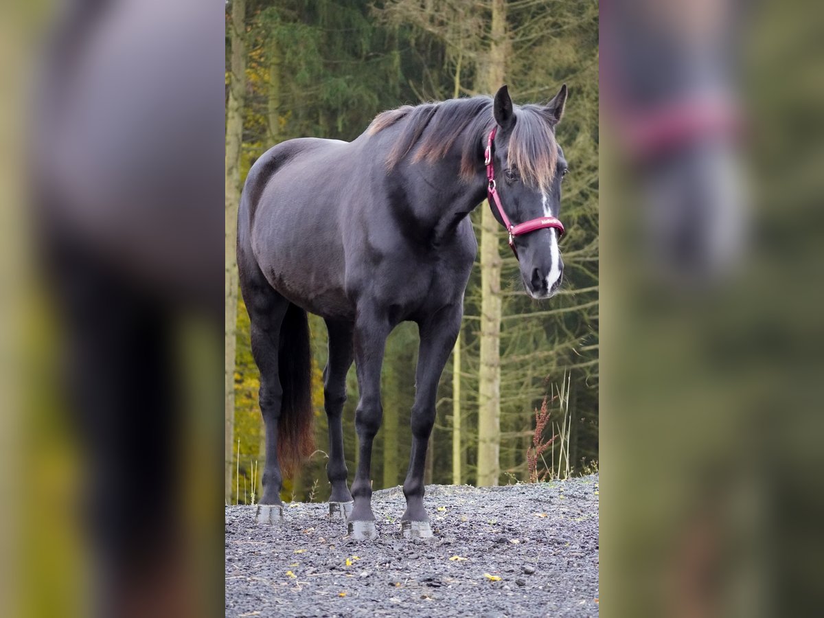 Other Breeds Gelding 11 years 15,2 hh Black in Nettersheim