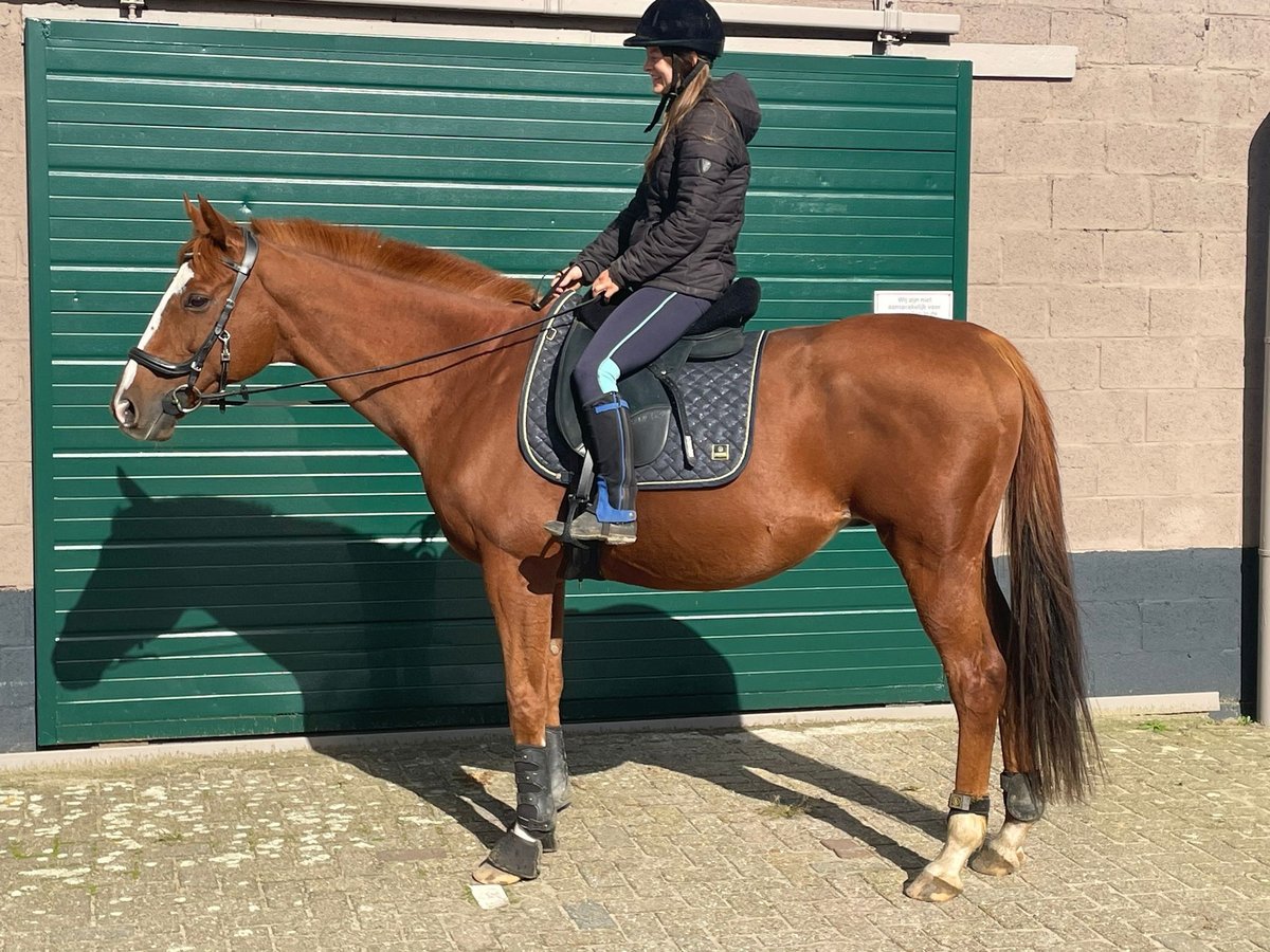 Other Breeds Gelding 11 years 15,2 hh Chestnut-Red in Achtmaal