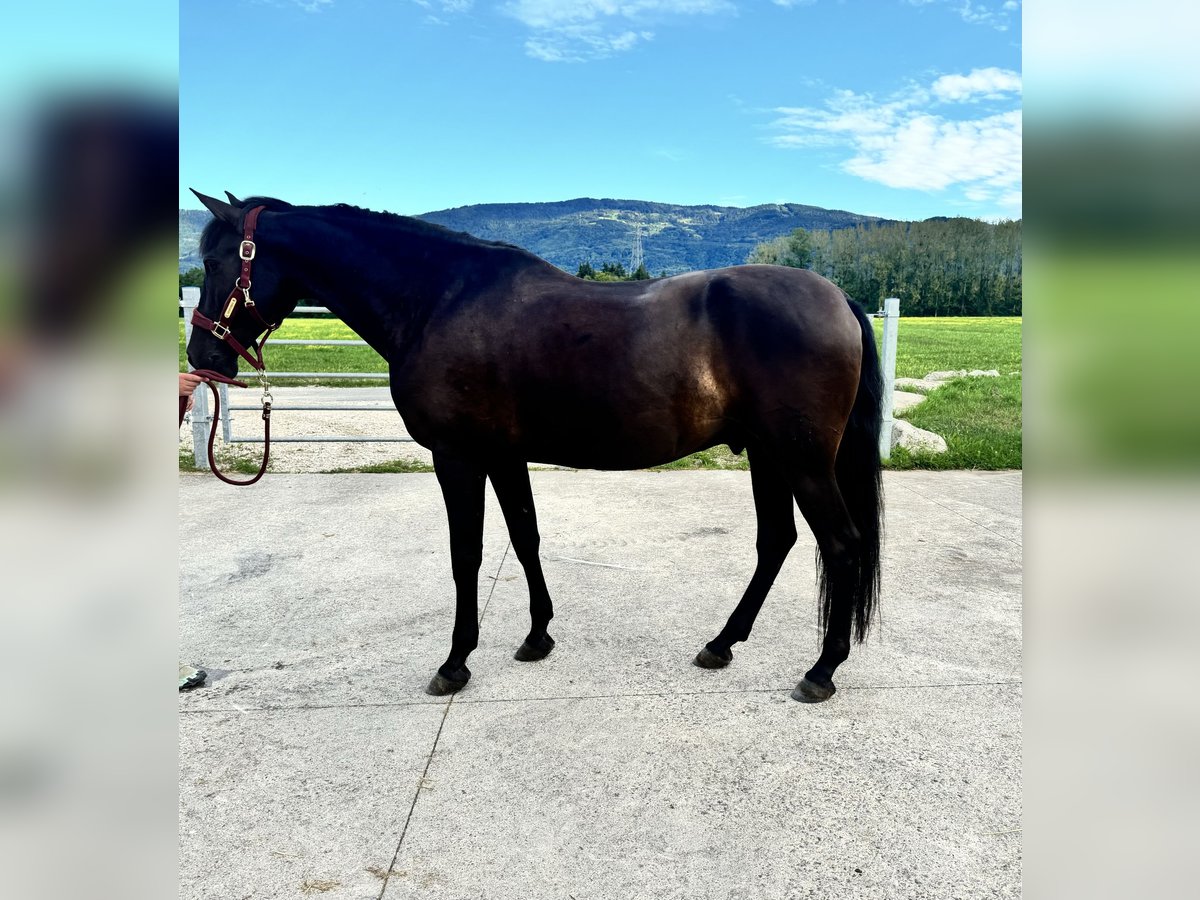 Other Breeds Gelding 11 years 15,3 hh Black in Perrignier