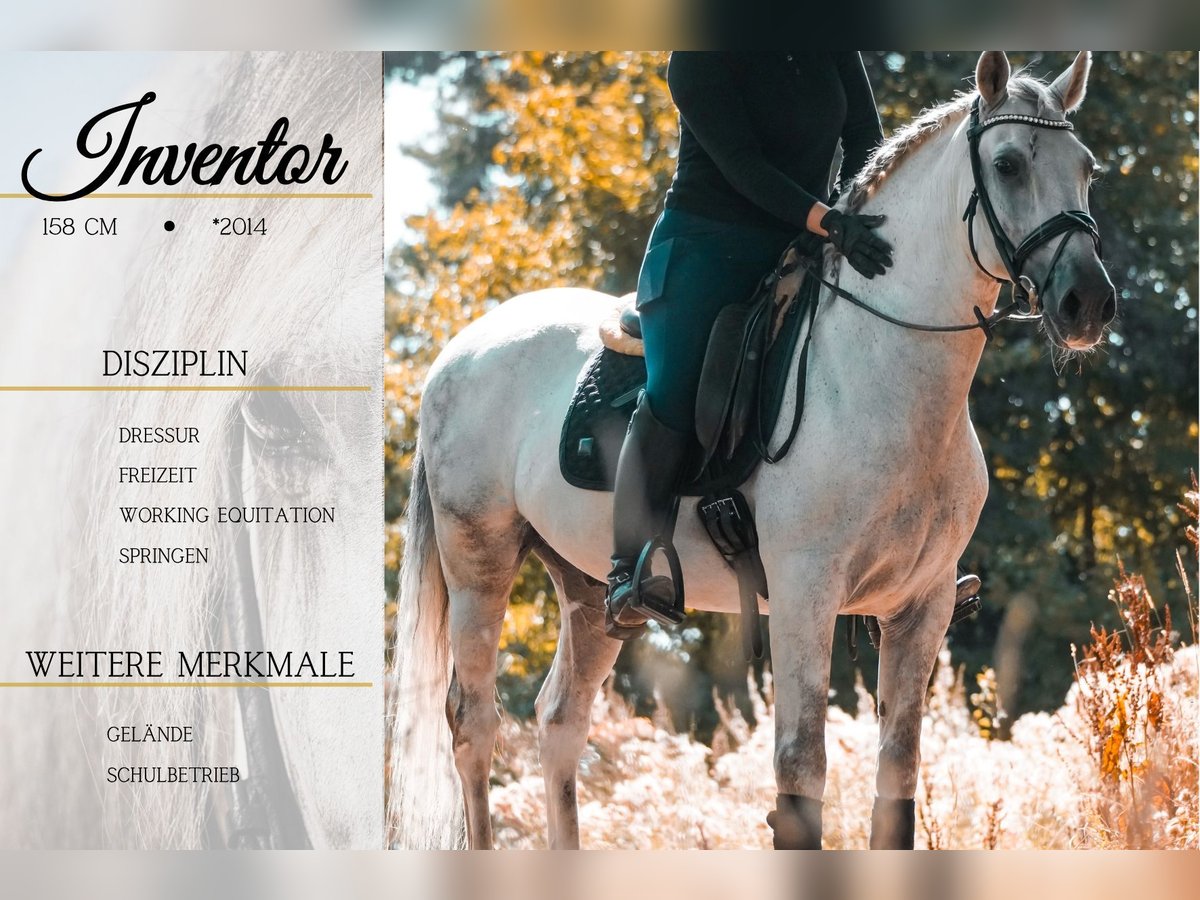Other Breeds Gelding 11 years 15,2 hh Grey in Nettersheim