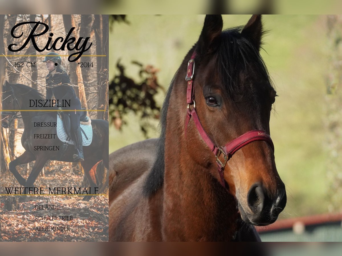 Other Breeds Gelding 11 years 15,3 hh Brown in Nettersheim