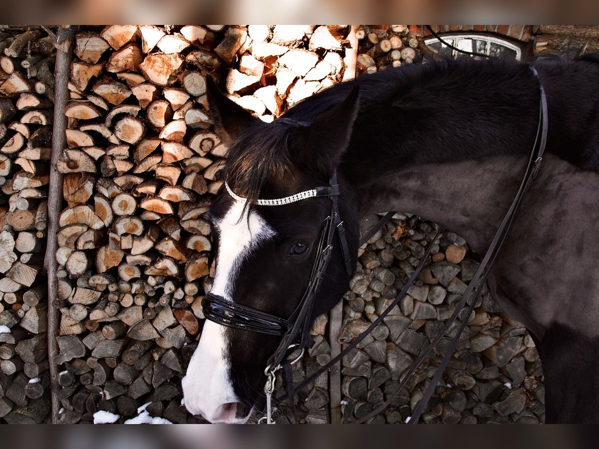 Other Breeds Gelding 11 years in Cuxhaven