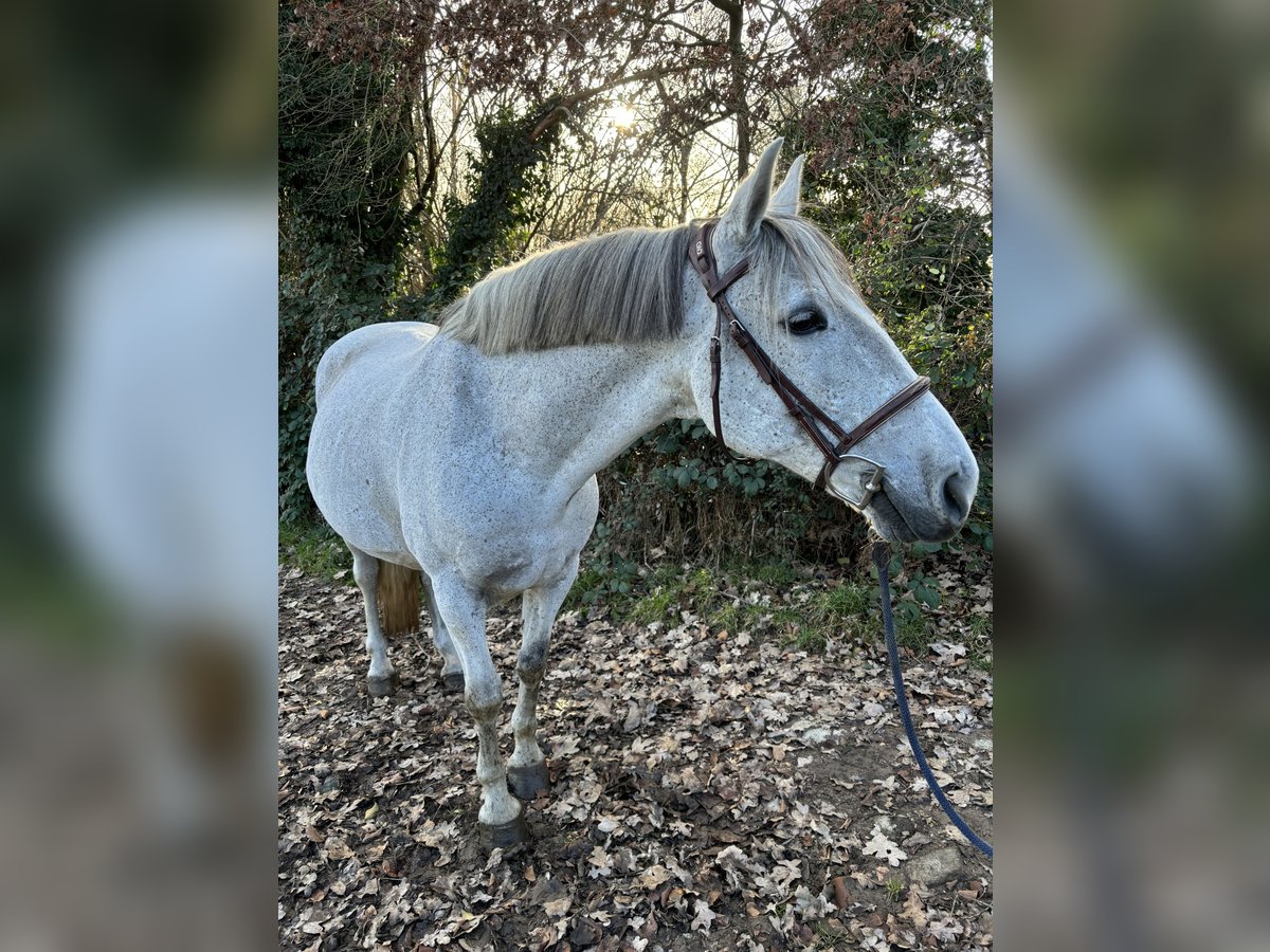 Other Breeds Mix Gelding 12 years 14,2 hh Gray in Oirsbeek