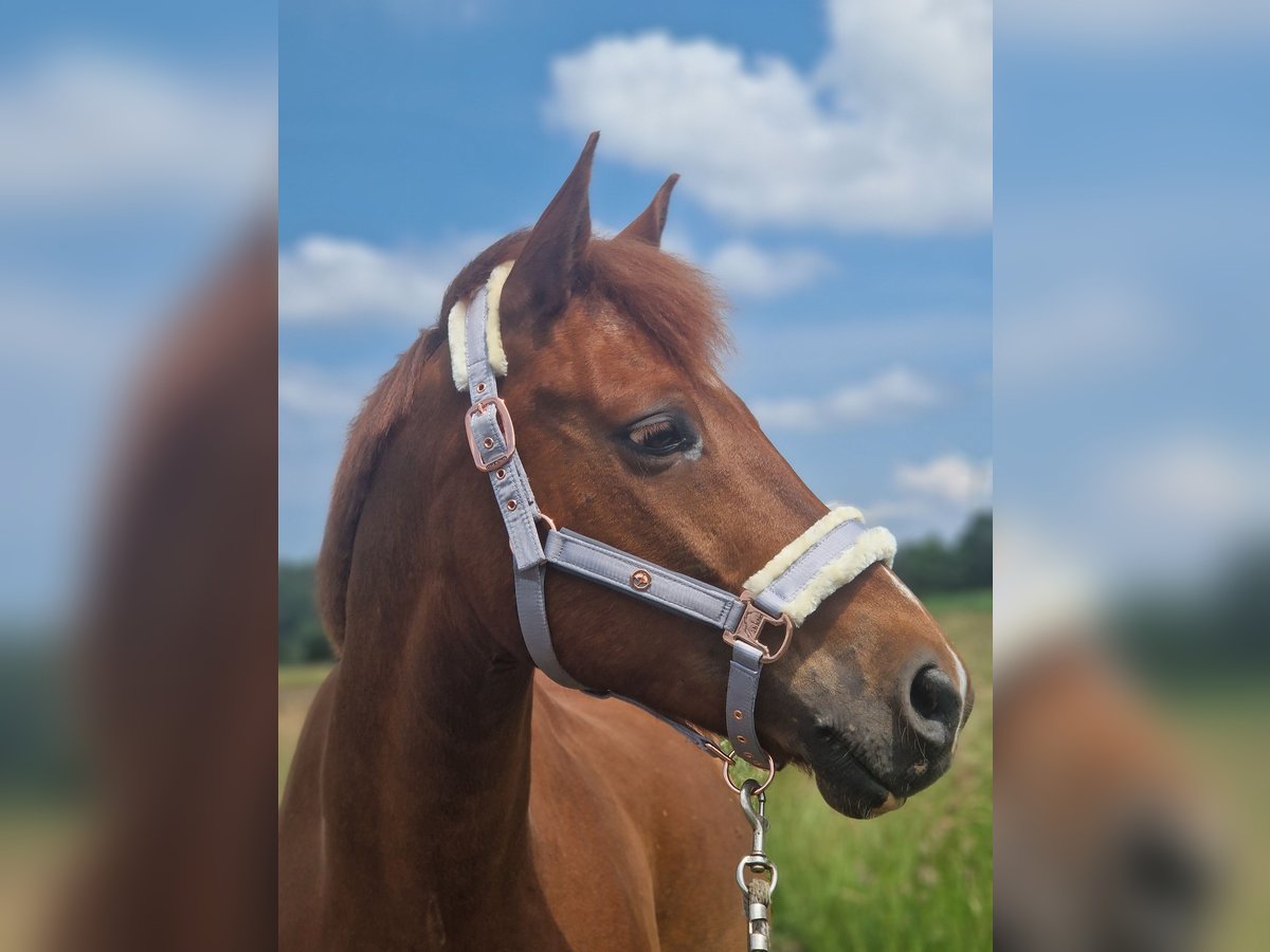 Other Breeds Mix Gelding 12 years 15,1 hh Chestnut-Red in Hannover