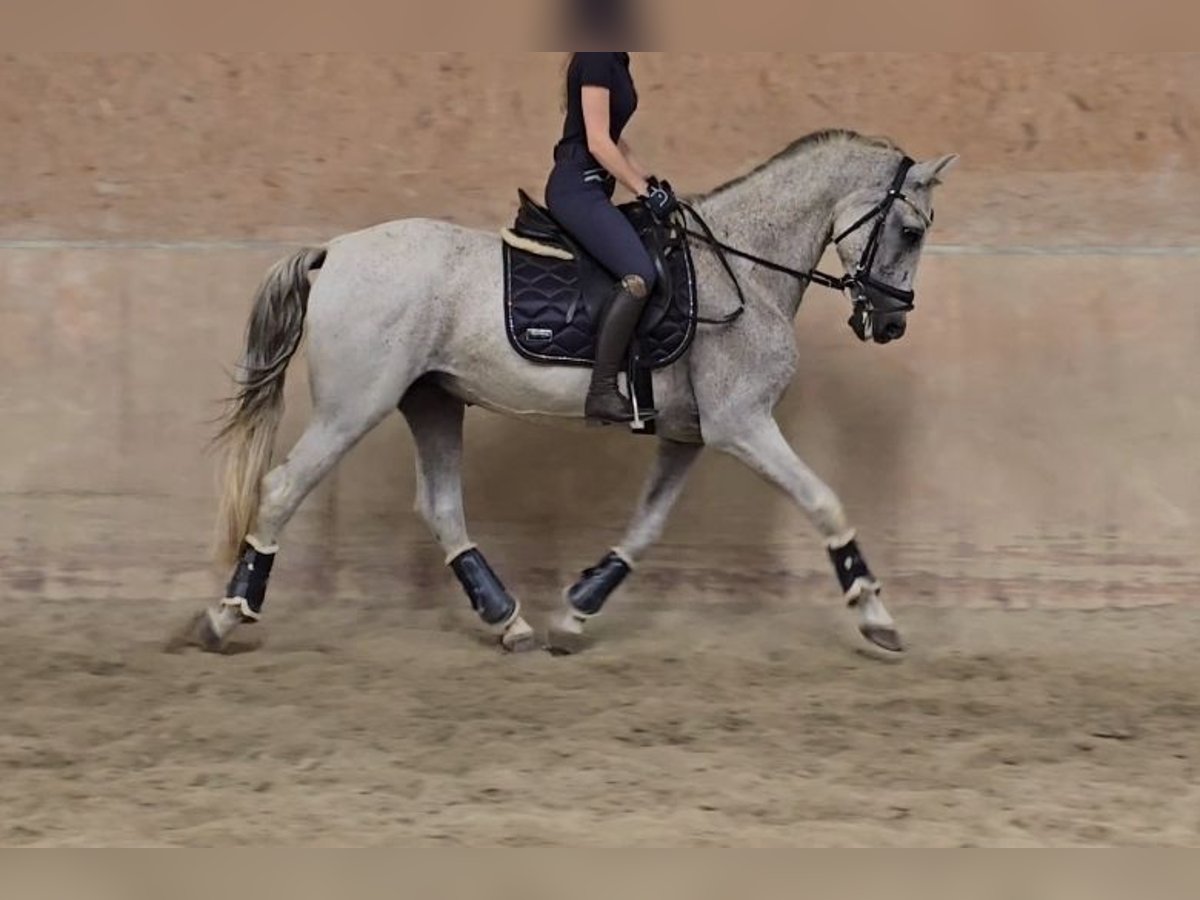 Other Breeds Gelding 12 years 15,3 hh Gray in Schwäbisch Gmünd