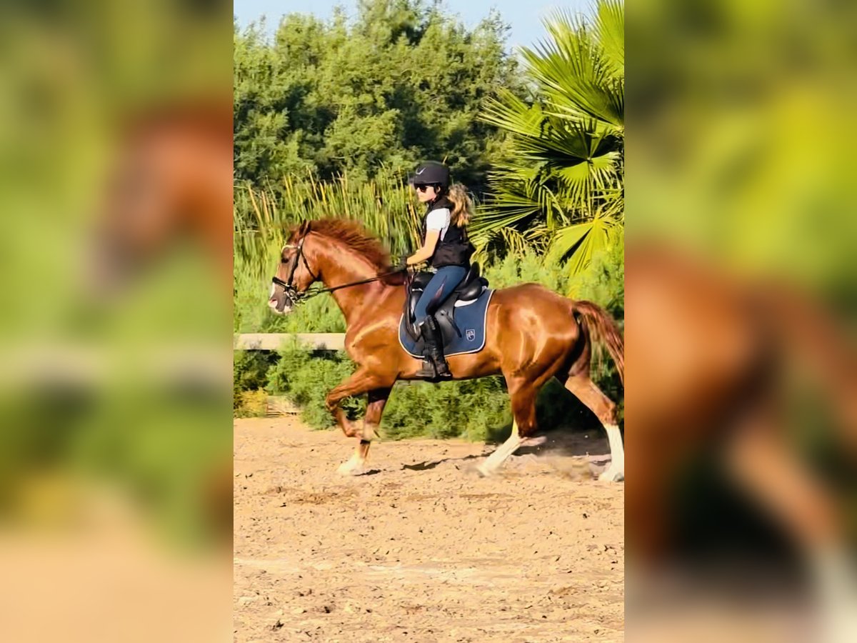 Other Breeds Gelding 12 years 16,1 hh in Almenara