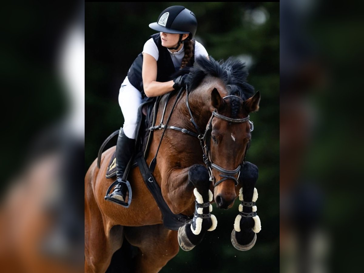 Other Breeds Gelding 12 years 17 hh Bay in Ljubljana - dostava