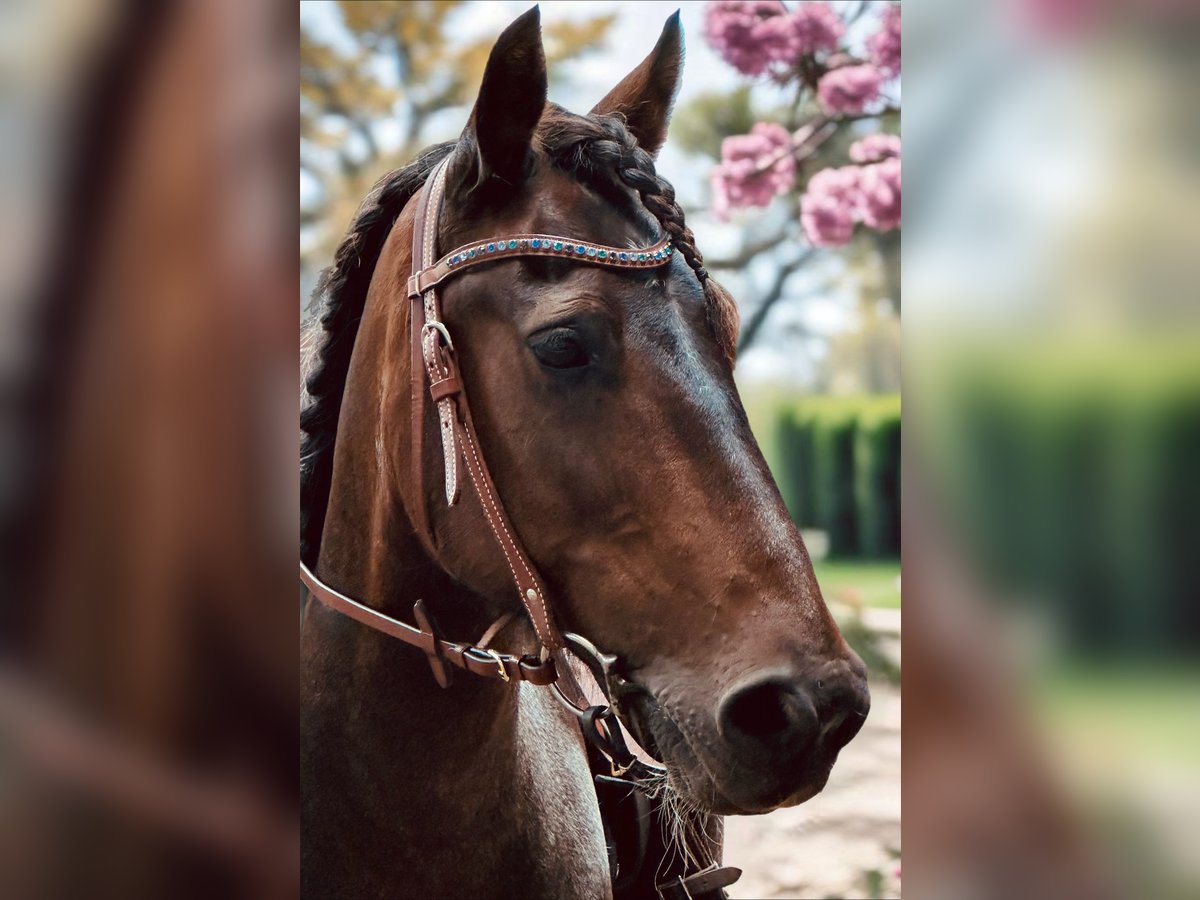 Other Breeds Mix Gelding 13 years 13,1 hh Pinto in Potsdam