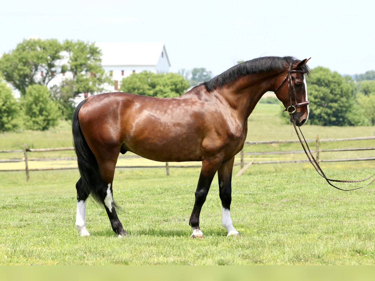 Other Breeds Gelding 13 years Bay in Gap Other Breeds Gelding 13 years Bay in Gap