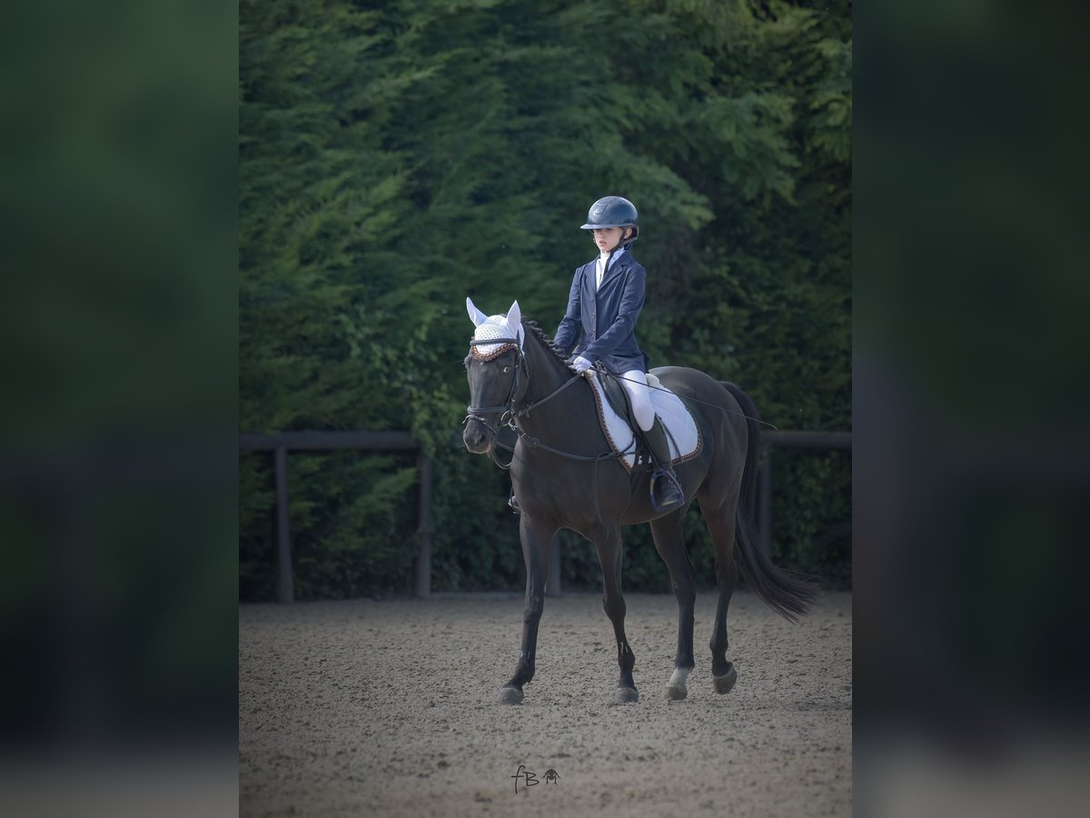 Other Breeds Gelding 13 years Brown in Castiglione d&#x27;Adda