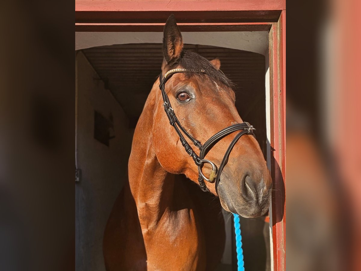 Other Breeds Mix Gelding 14 years 15,3 hh Brown in Leipzig