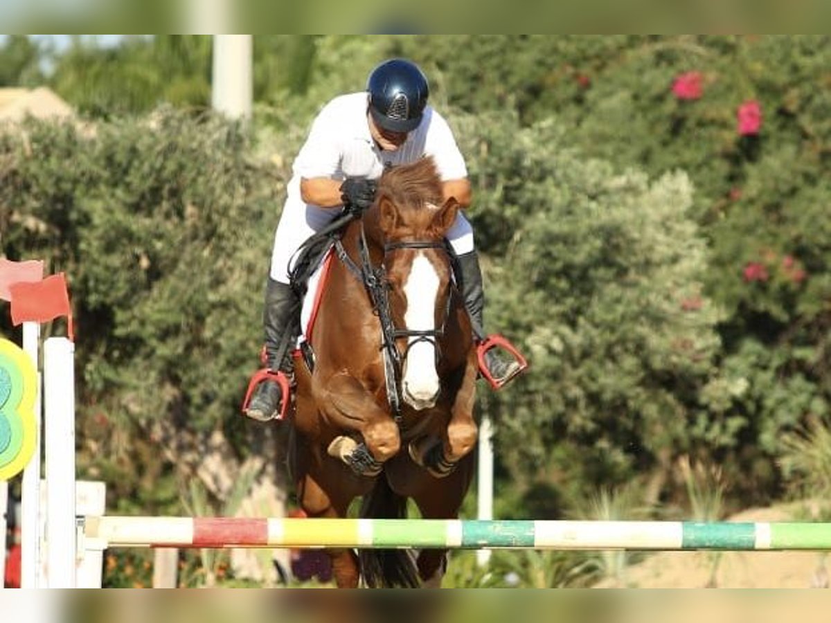 Other Breeds Gelding 14 years 16,2 hh Chestnut-Red in Fusignano