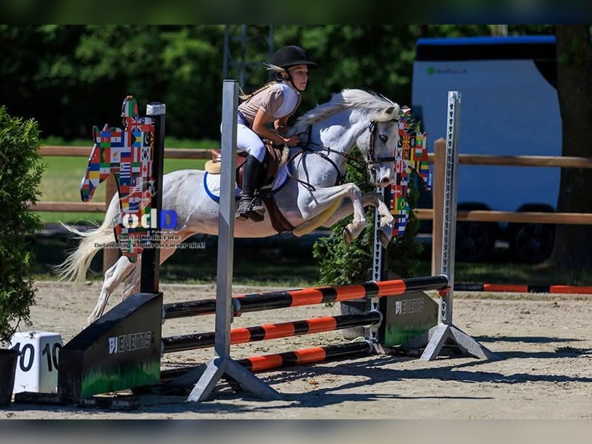 Other Breeds Gelding 15 years 12 hh Gray in Bladel