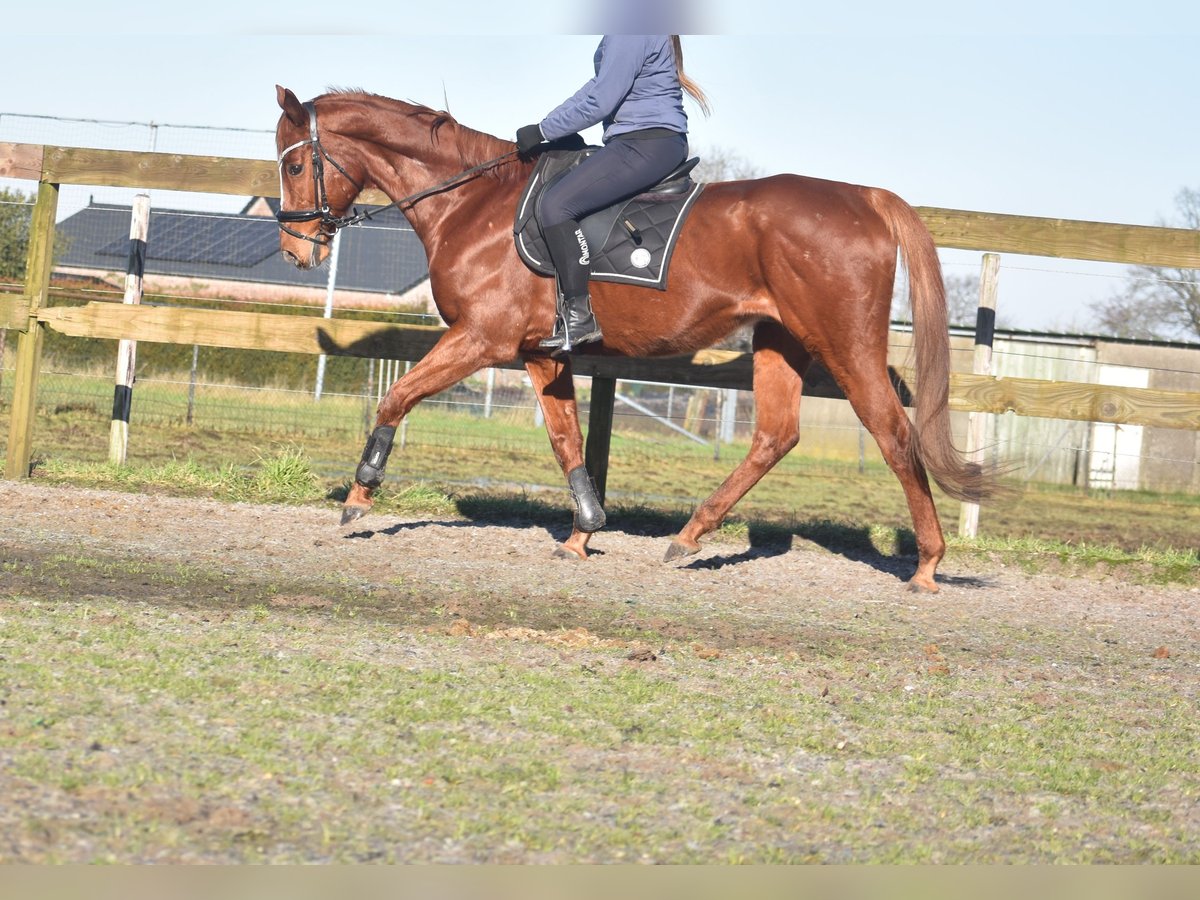 Other Breeds Gelding 15 years 16,1 hh Chestnut-Red in Achtmaal