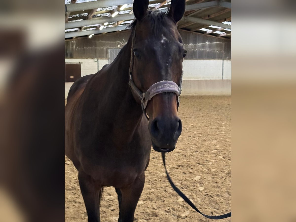 Other Breeds Gelding 15 years 16 hh Bay-Dark in Grevenbroich